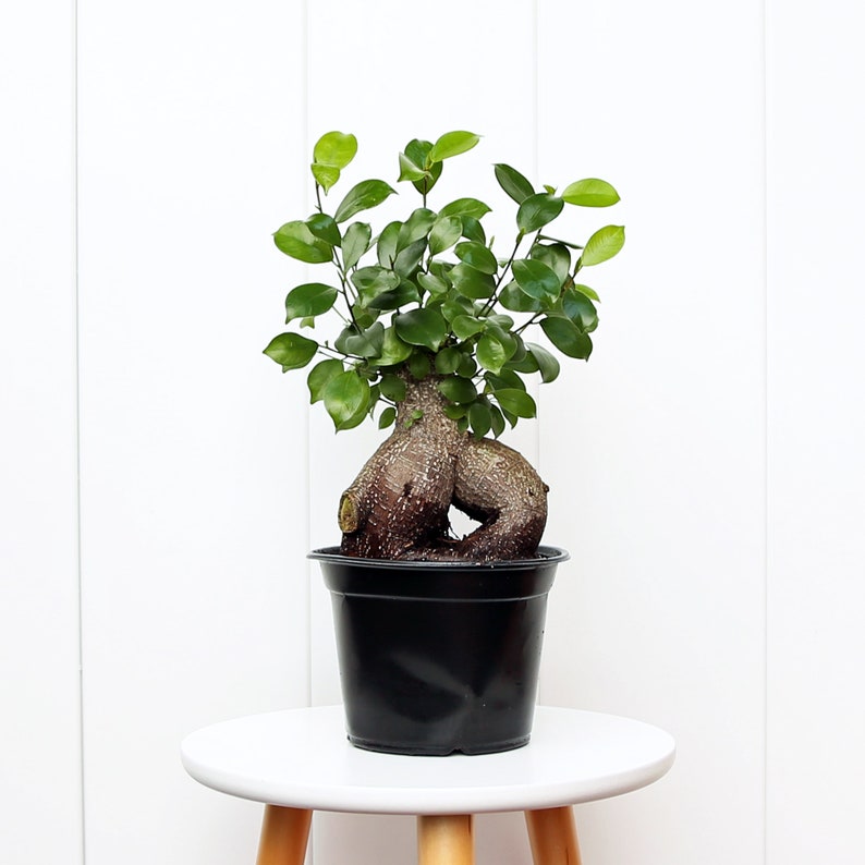 LIVE 6” Ginseng Ficus Bonsai Plant - Ficus Retusa - Indoor Gardening Gift, Miniature Evergreen with Aerial Roots