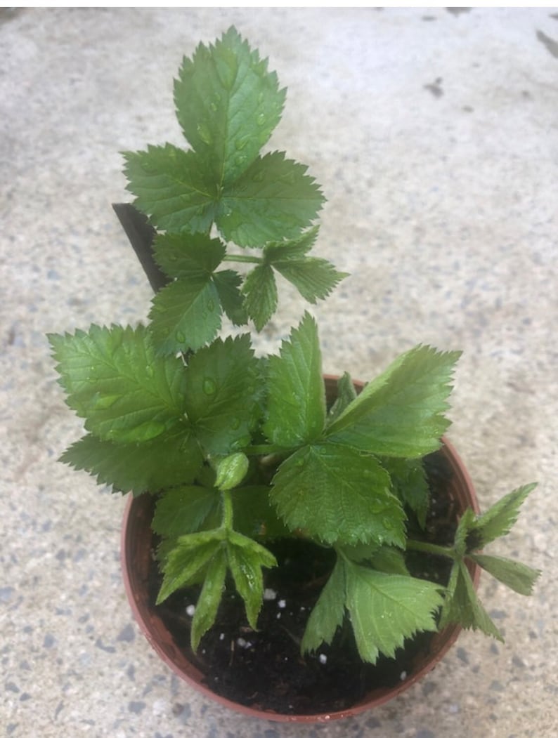 Thornless Blackberry Plant - 4" Pot - Rubus fruticosus - Early-Season Fruit, Large Berries - Live Plant for Home Garden