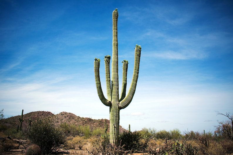 Saguaro Cactus Seeds (10 Seeds) - Giant & Crested Varieties - Carnegiea gigantea - Desert Plant for Gardens