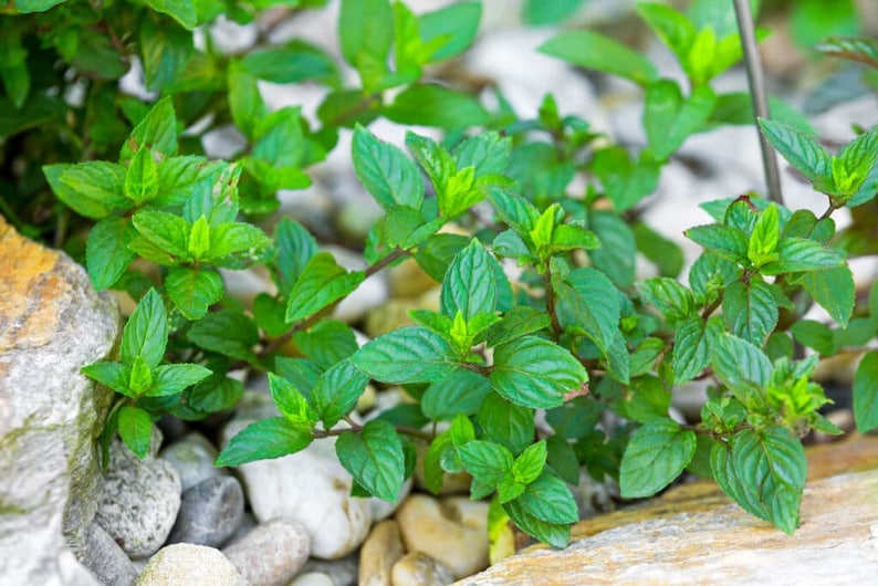 Organic Chocolate Mint Live Starter Plant - Mentha × piperita - Aromatic Herb for Culinary Use - 2.5" Pot