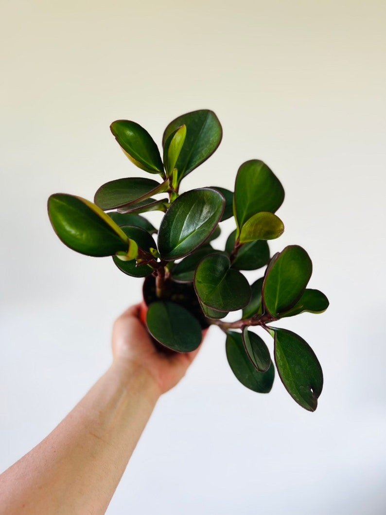 Peperomia Black Knight Plant - 3" or 4" Pots - Clusifolia Black Rubber Plant - Easy Care for Beginners - Live Indoor Plant