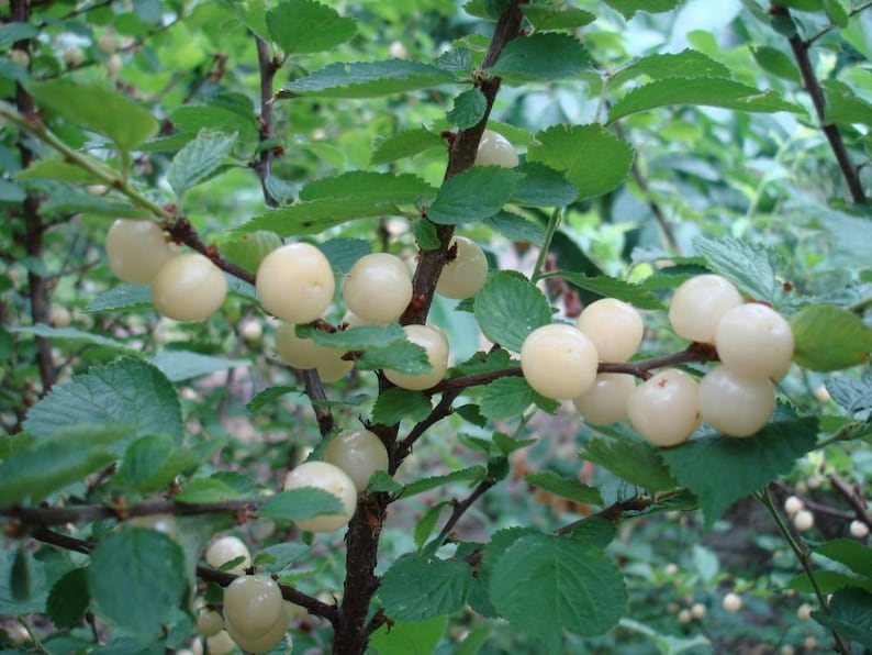 Nanking White Sweet Bush Cherry Rooted Plant - Prunus tomentosa - Zones 2-7 - Ideal for Cross Pollination, Edible Fruit