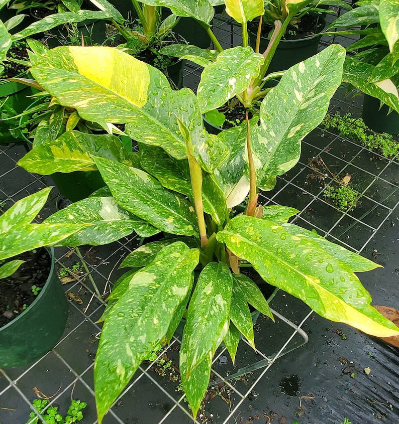 Philodendron Ring of Fire Live Plant - Tropical Foliage - Philodendron spp. - Outdoor Grown, Minor Blemishes
