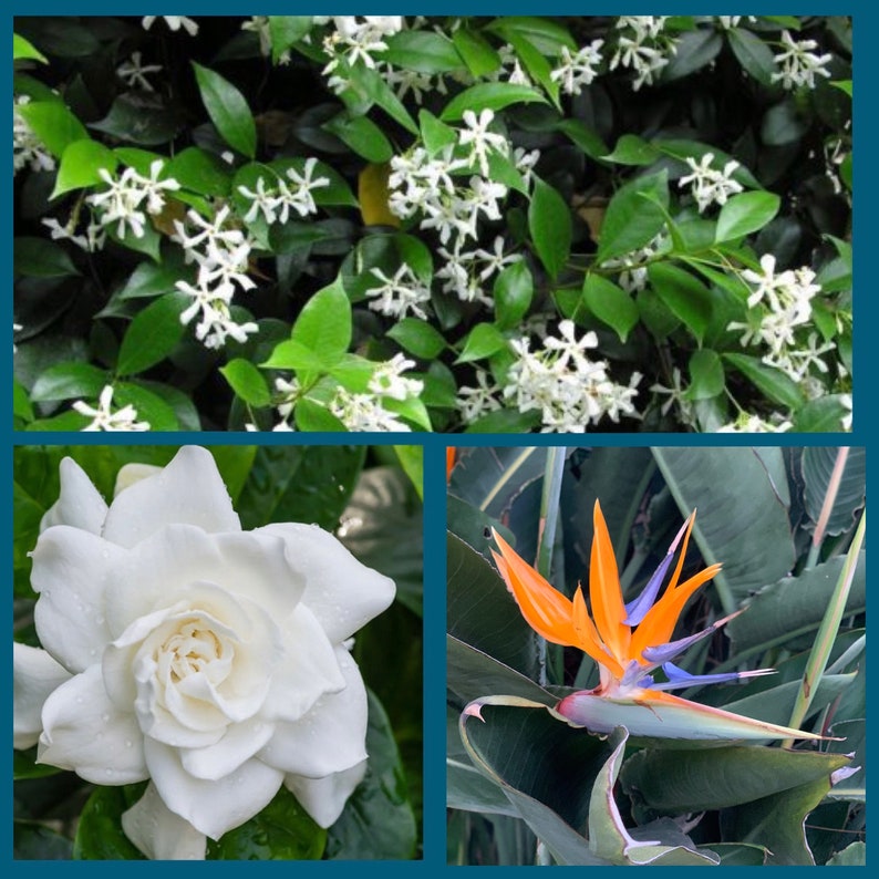 Gardenia & Star Jasmine Duo + 3Pk Rose Pot Strelitzia Reginae - Live Plants in Biodegradable Packaging