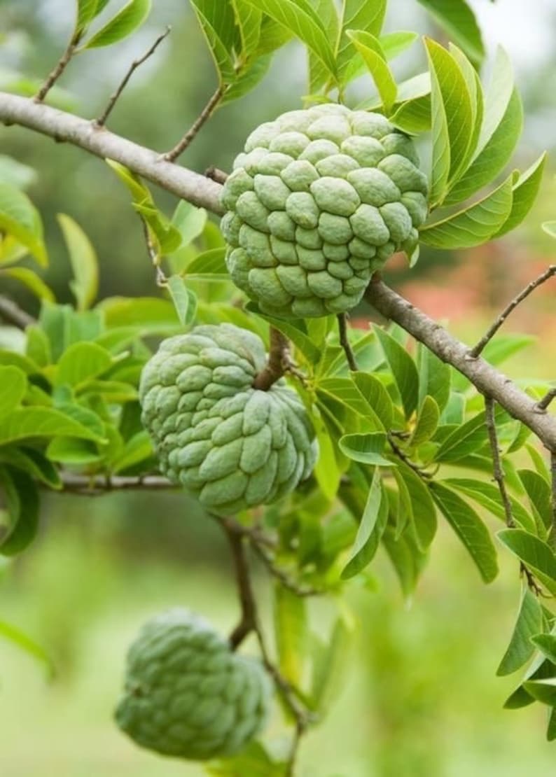 Sugar Apple Tree 3ft - Healthy Custard Apple Plant - Annona squamosa (No Shipping to CA)