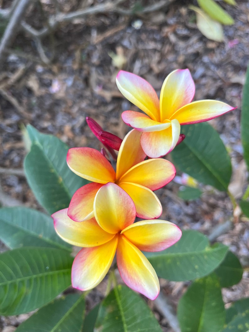 Hawaiian Frangipani Plumeria Cutting 10-12" Rainbow Yellow Red Bands (Plumeria spp.) - Tropical Exotic Flowering Plant