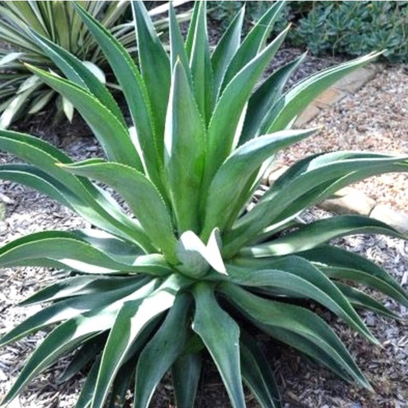 Agave desmettiana Succulent Plants - 4 Live Unrooted Cacti - Easy to Root, Full Sun Variety - Perfect for Gardens