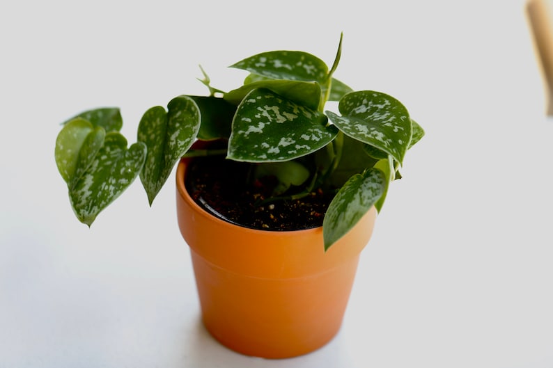 Scindapsus Pictus 'Exotica' 3" Silver Satin Indoor Plant in Terra-Cotta Pot | Scindapsus Silver Exotica Houseplant