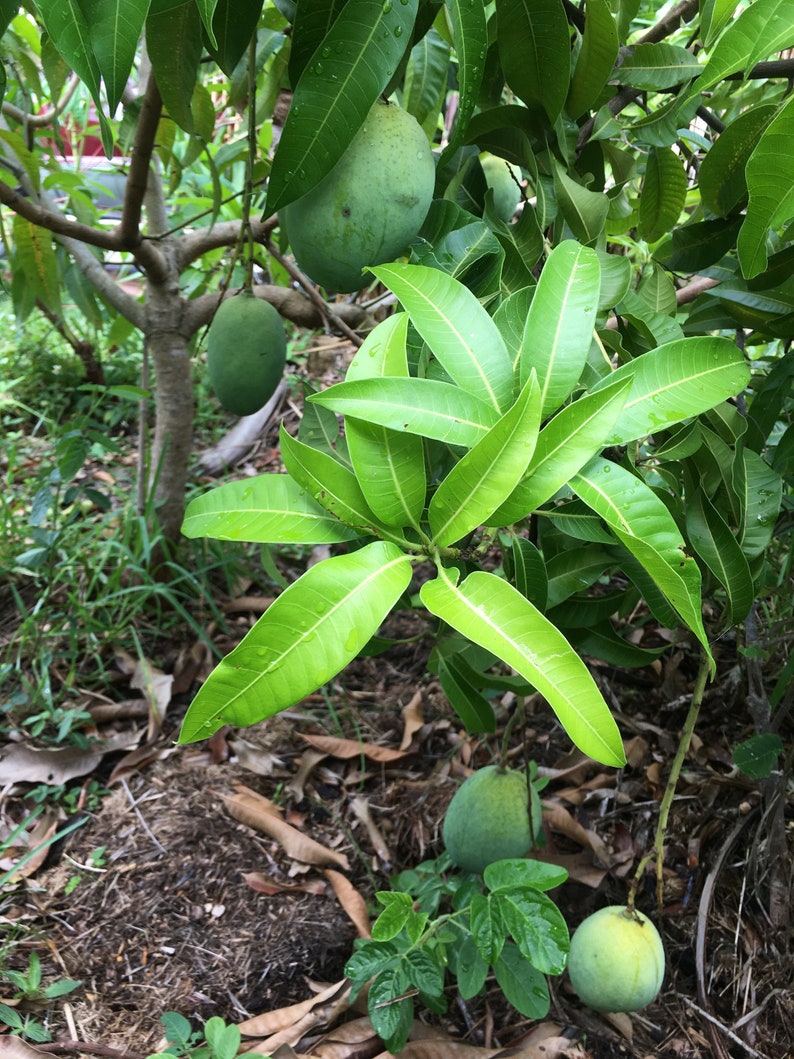 Grafted Julie Mango Tree - 2-3 Feet Tall - Sweet & Juicy Mango - Mangifera indica - Perfect for Containers