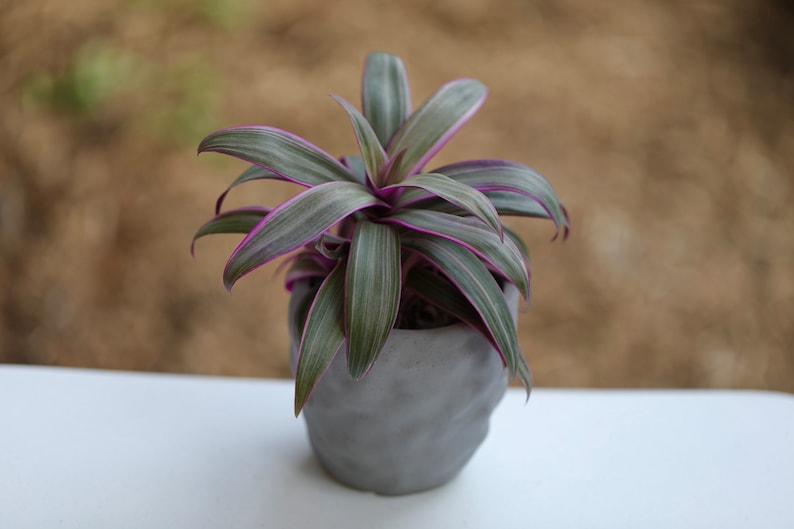 is rhoeo indoor plant Tradescantia Spathacea Plant - Tricolor Moses in the Cradle