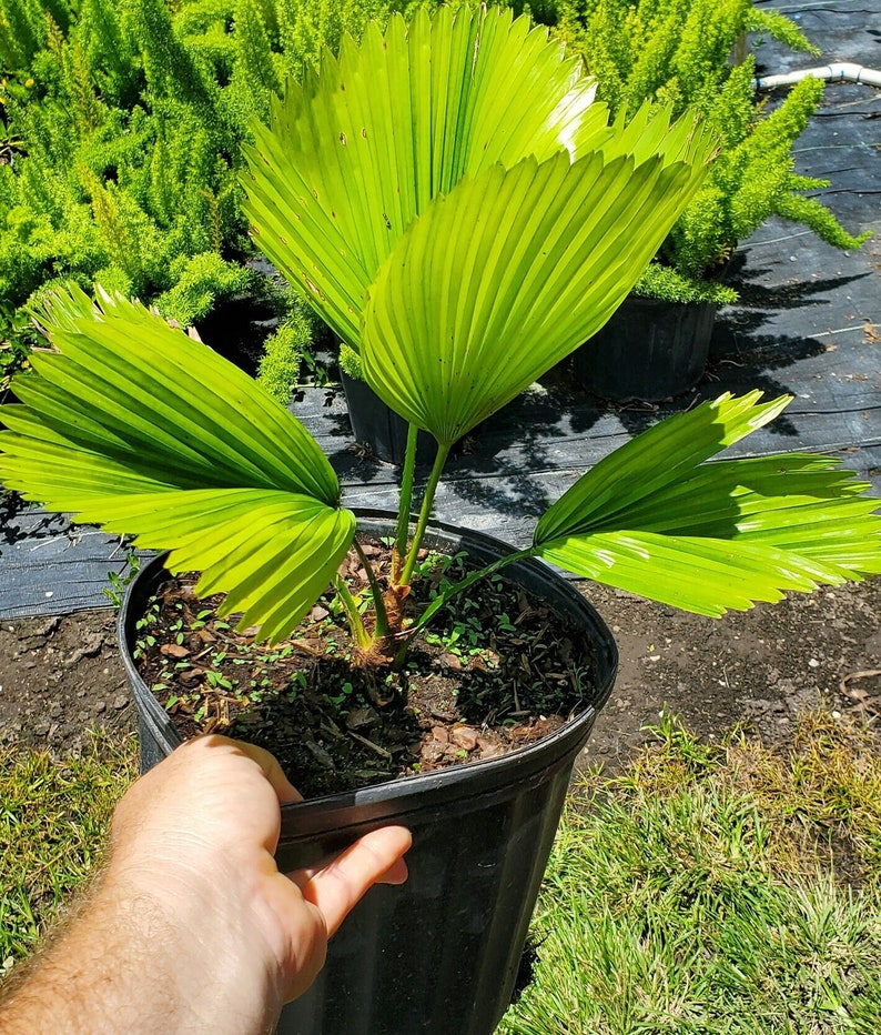 Licuala peltata Palm - Live Plant - Licuala peltata elegans - Outdoor Grown - Minor Blemishes - Tropical Houseplant