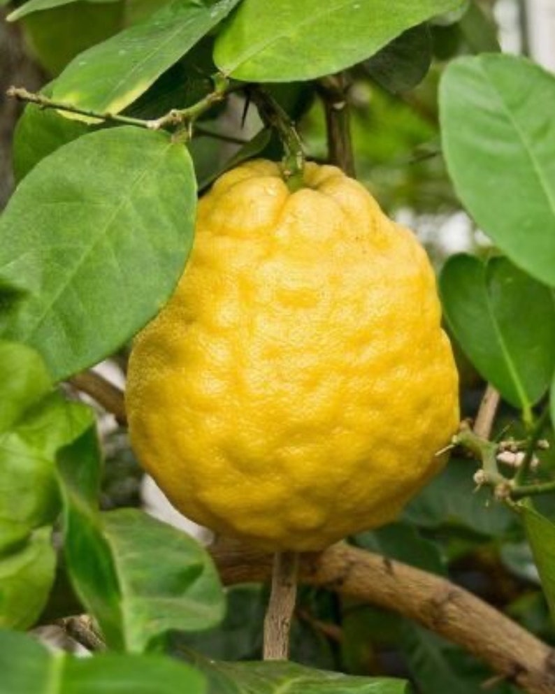 Ponderosa Giant Lemon Tree 3ft Grafted Citrus Limon - Not for Shipping to CA