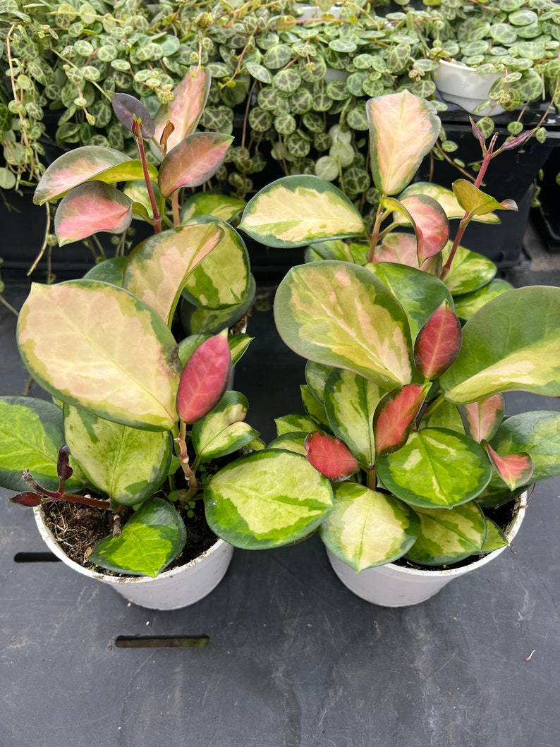 Hoya Plant 4” Pot Variety Lisa, Live Houseplant, Bright Light Lover, Hoya australis 'Lisa'