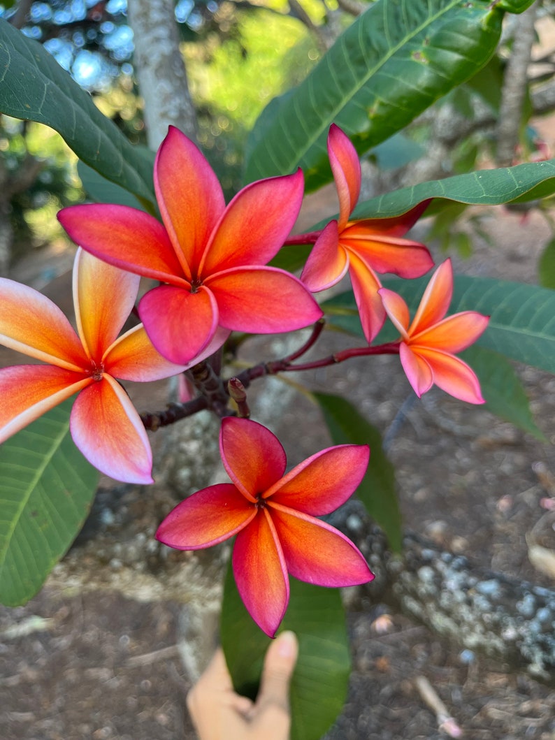 Fragrant Plumeria Cutting 10-12 in Peach 