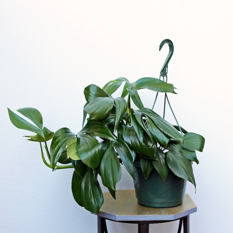 LIVE 8 Inch Hanging Basket Philodendron Dragon Tail, Rare Indoor Plant, Rhaphidophora Decursiva, Ideal Gift for Plant Lovers