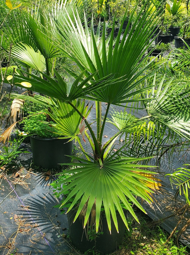 fan palm plant outdoor Washingtonia robusta Desert Fan Palm Live Plant - Outdoor Grown - Healthy  Condition