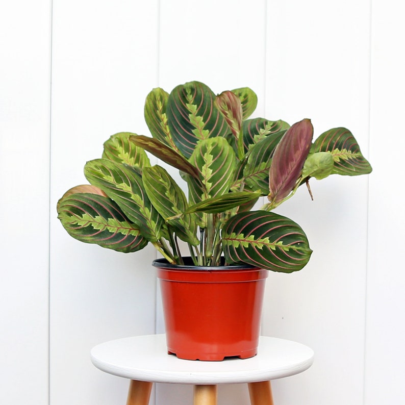 red prayer plant seeds LIVE 6” Red Maranta Prayer Plant - Maranta leuconeura