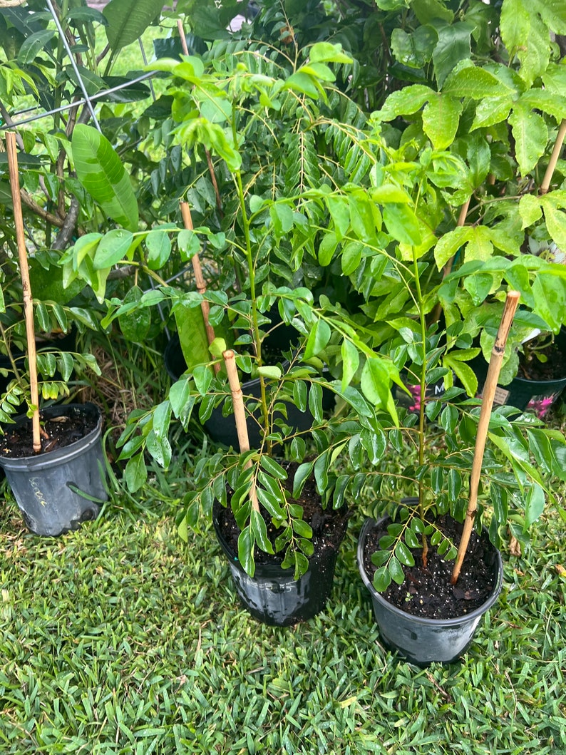 Curry Leaves Plant 2ft Tree with Pot - Murraya koenigii