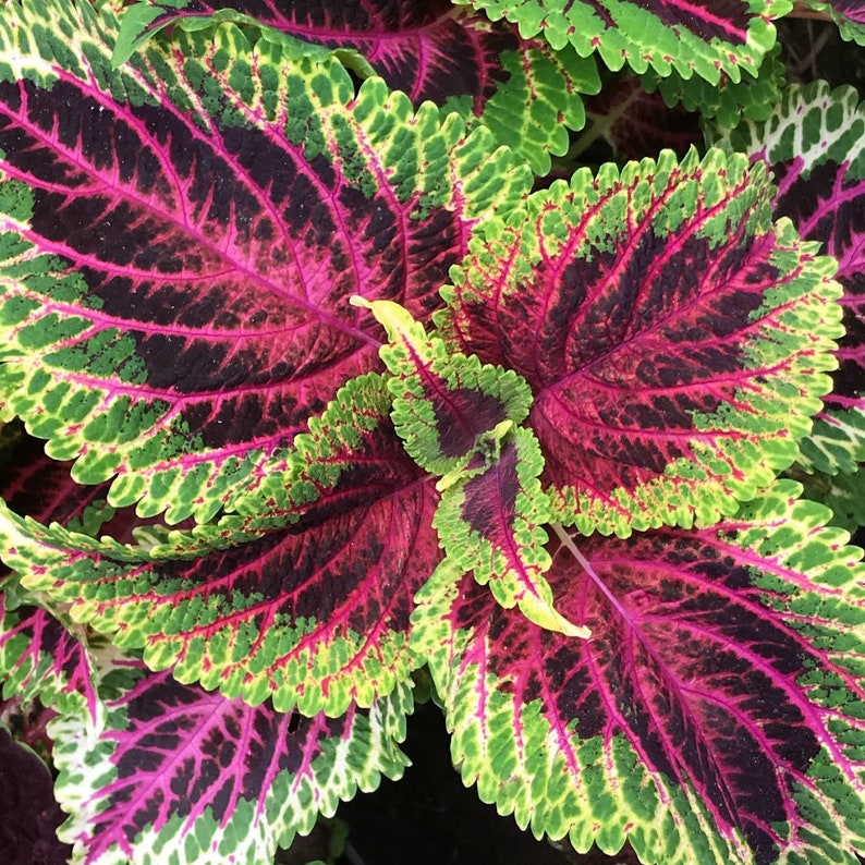 Coleus Live Starter Plant, 4-6" Chiroyli Variety, Vibrant Chartreuse & Pink Foliage, Easy-Care Indoor/Outdoor, Rare Gift for Gardeners