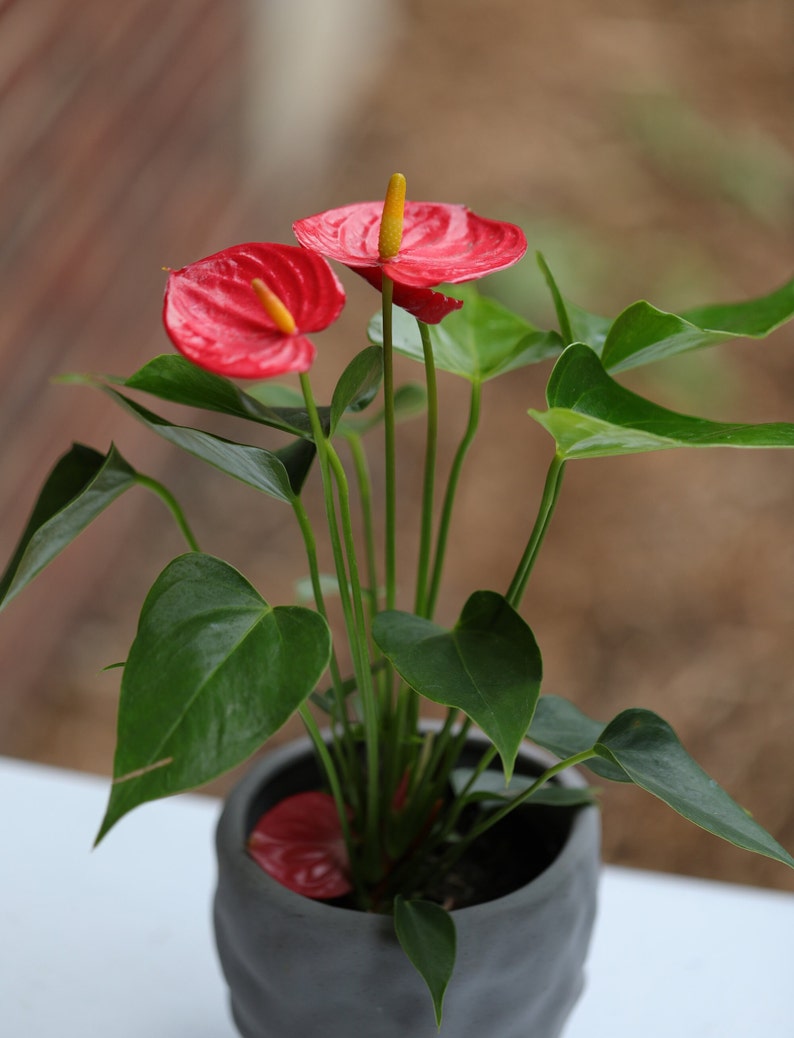Anthurium Flowering Plant - 4" Red Flower Houseplant - Easy Care Indoor Plant - Anthurium andraeanum