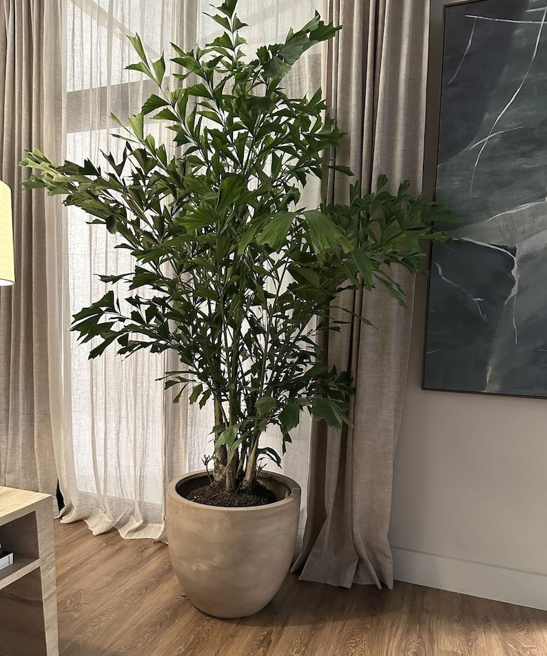 Fish Tail Palm - Indoor/Outdoor Plant - Caryota Mitis - Unique Privacy Tree with Feathery Fronds for Patios and Gardens