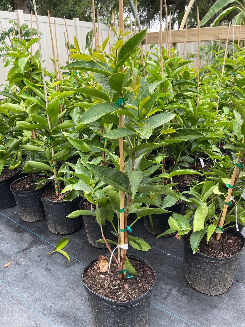 Red Wax Jambu Tree 2-3 Feet - Airlayered Syzygium samarangense, Potted with Soil, Fast Shipping