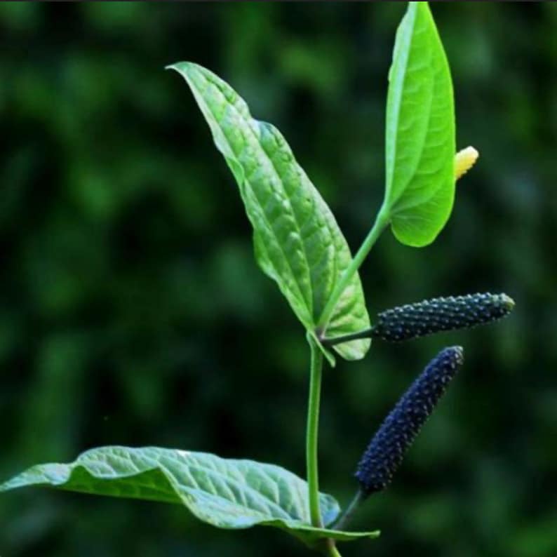 Piper Longum Live Starter Plant - Indian Long Pepper - 4 to 8 Inches Tall - Pippali Vine for Culinary & Medicinal Use