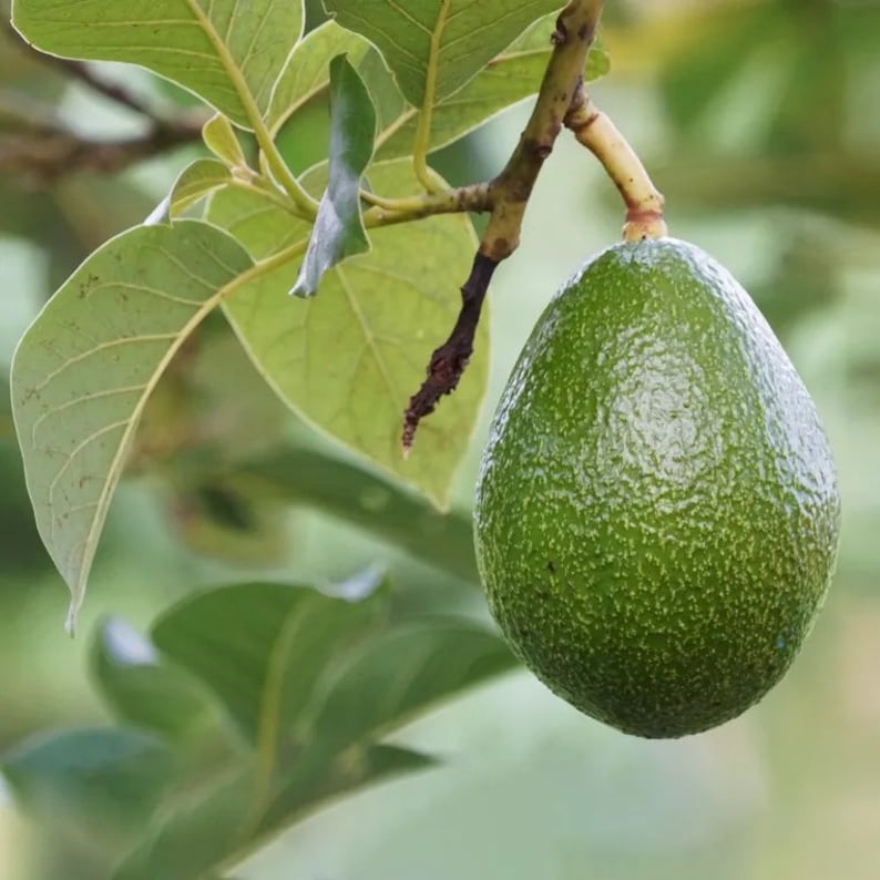 Cold Hardy Avocado Fruit Tree - Persea Americana - Homegrown Avocados - Ideal for Full Sun & Container Gardening