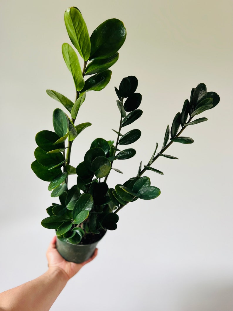 dark green indoor plants ZZ Lucky Wide Leaf Plant - 6” Pot