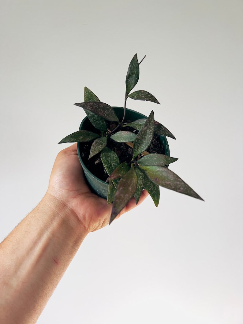 Hoya Parvifolia Purple Splash - 3" or 4" Live Plant - Pink Variegated Leaves - Rare Houseplant for Trailing Decor