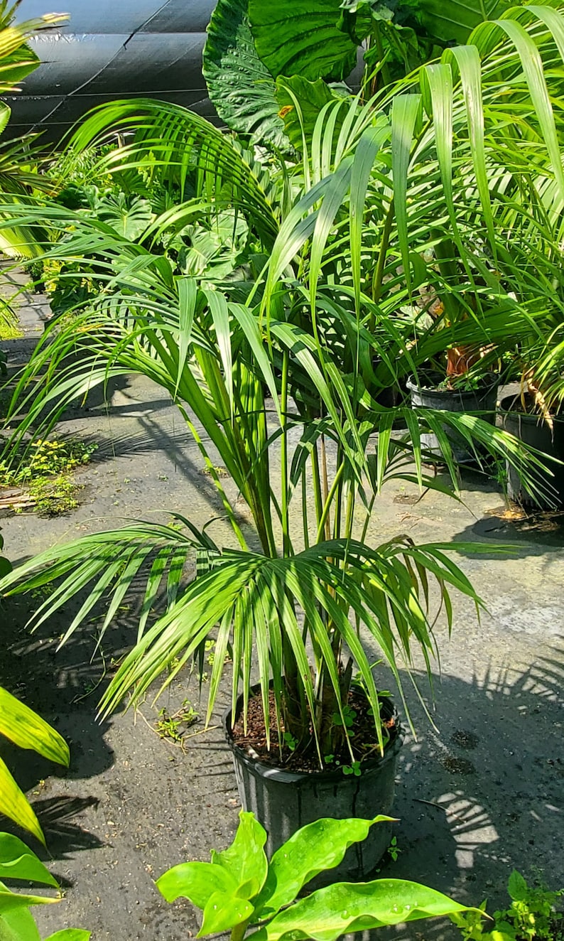 Kentia Palm Live Plant - Howea forsteriana - Outdoor Grown - Minor Blemishes - Healthy Tropical Houseplant