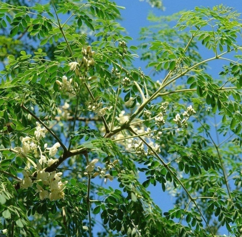 Moringa Plant 4-6 inches Tall - Moringa oleifera - Nutrient-Rich Superfood for Home Garden