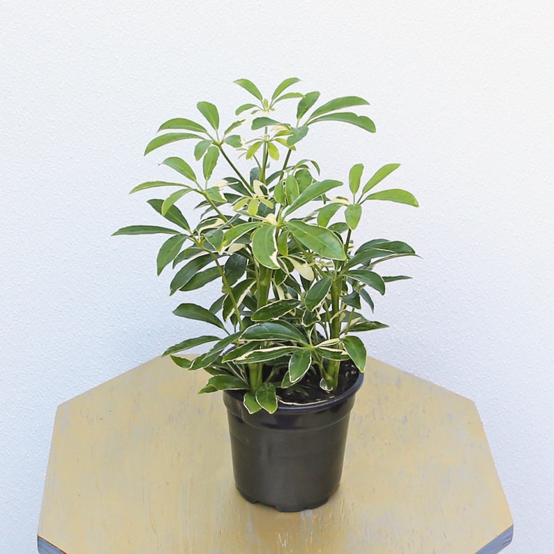 LIVE 4 Inch Variegated Arboricola Hawaiian Schefflera - Indoor Houseplant, Dwarf Umbrella Tree, ARB Plant, Schefflera arboricola