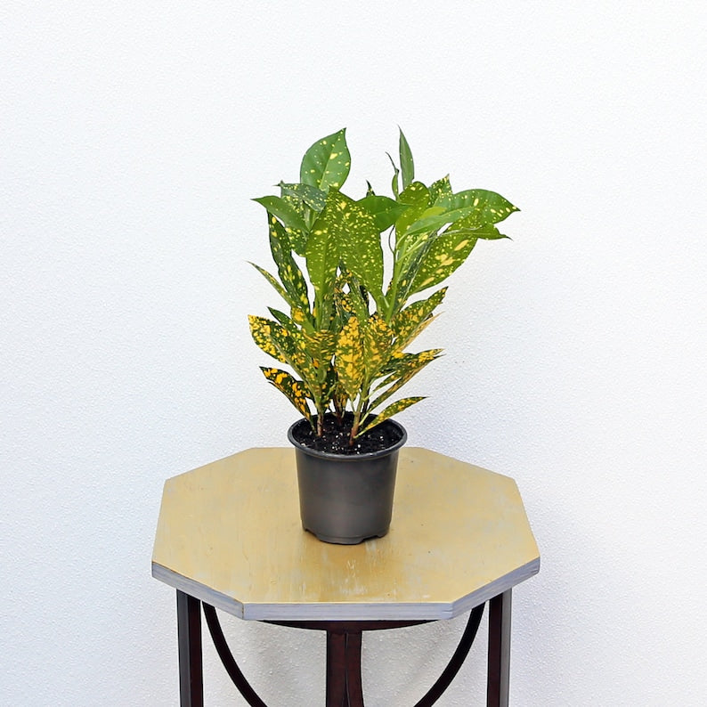 house plant shop croton 'gold dust LIVE 4 Inch Pot Croton Gold Dust Houseplant, Variegated Tropical Plant – Sejahtera Seeds and Bulbs