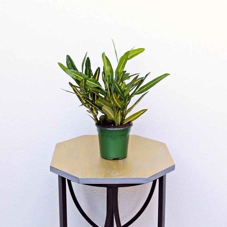 LIVE 4 Inch Croton Sunny Star Potted Plant - Codiaeum Variegatum - Ind   Sejahtera Seeds and Bulbs