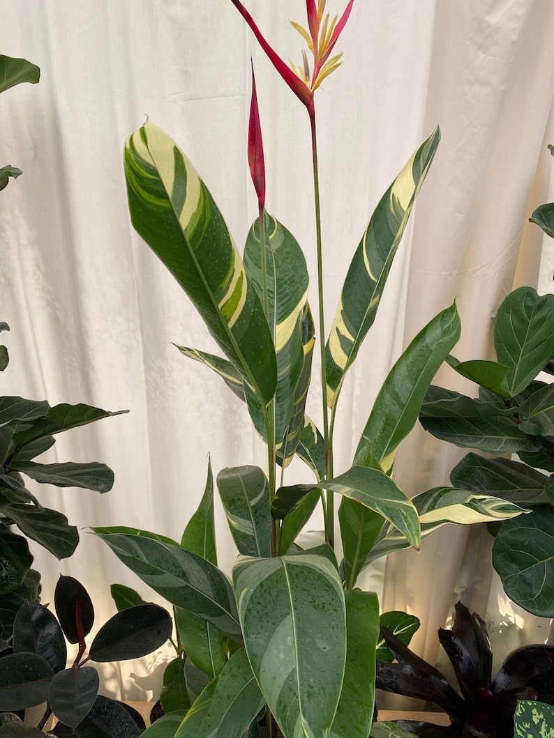 heliconia plant indoor Variegated Heliconia Lady Di Plant - Tropical Indoor Accent - Heliconia  psittacorum