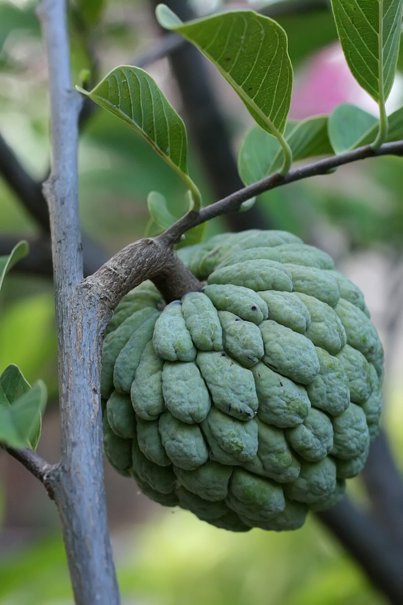 Sugar Apple Plant - Live Annona squamosa - Outdoor Grown - Minor Blemishes - Tropical Fruit Plant for Home Garden
