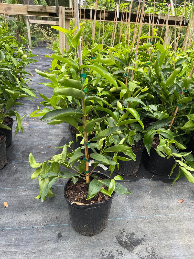 Wax Jambu Tree 2-3 Feet Tall Green Airlayered Syzygium samarangense - Potted with Soil, Fast Shipping