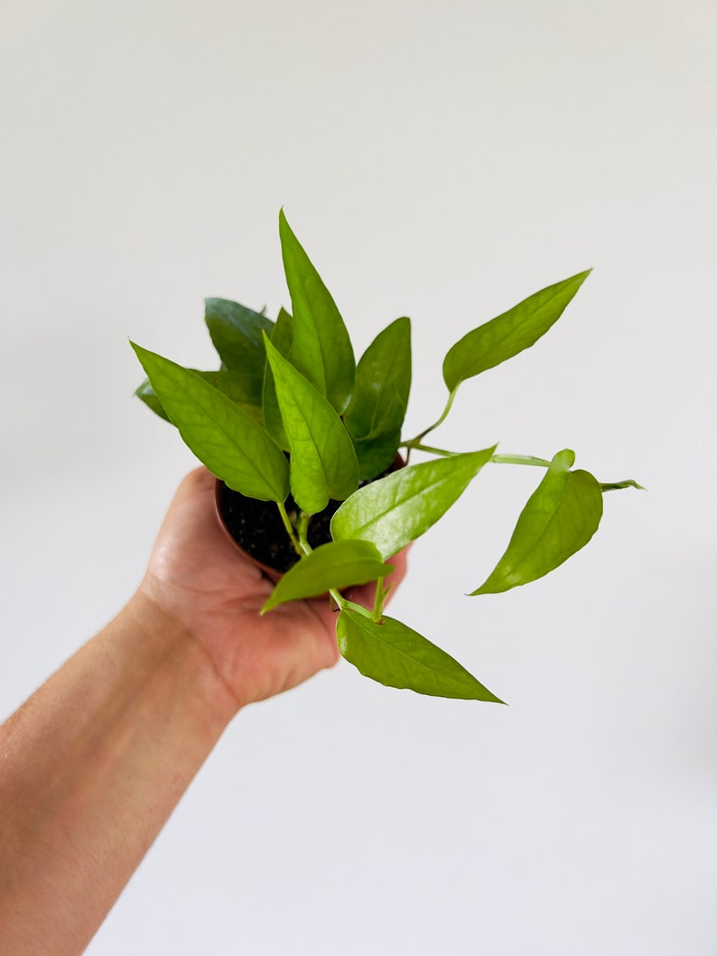 Skeleton Key Pothos Plant - 2" or 3" Pot - Epipremnum Pinnatum Skeleton Key - Unique Tropical Houseplant for Beginners