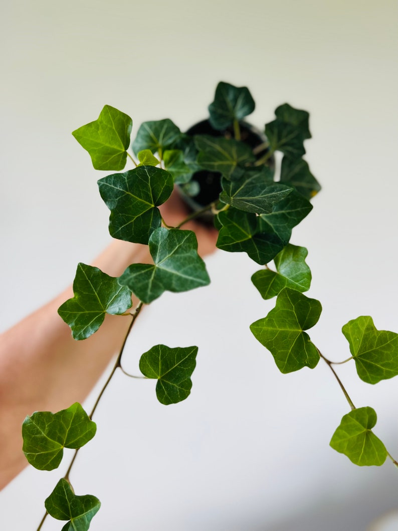 English Ivy Vining Houseplant 4" Pot Emerald Green Hedera helix Easy Care Indoor Plant