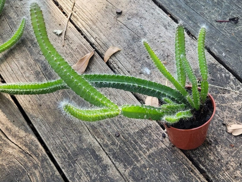Dog Tail Cactus Plant 6-10in Aporocactus flagelliformis Cactaceae Flowering Cactus Succulent Indoor Houseplant