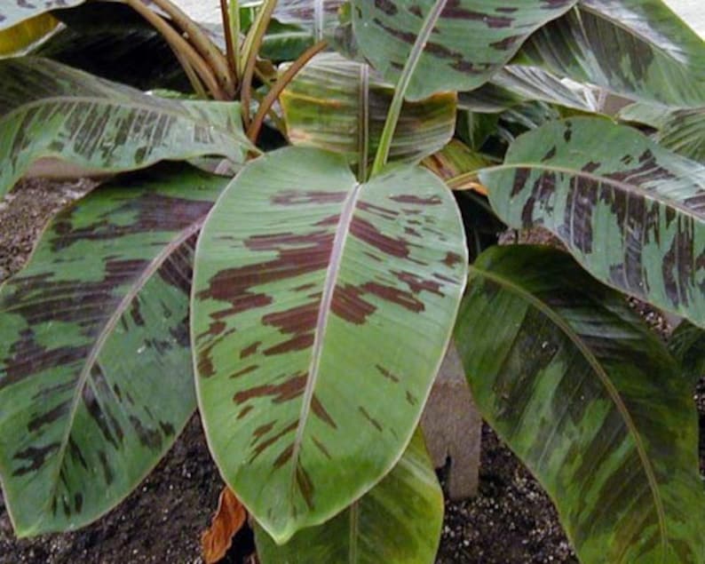 Red Fruit Banana Tree (2 Plants) - Sumatrana Cross (Gran Nain x Zebrina) - Edible Banana Plants, Beautiful Maroon Spotted Leaves