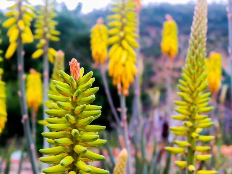 organic aloe vera plant seeds Aloe Vera Organic Seeds 10 Pack - Aloe barbadensis miller
