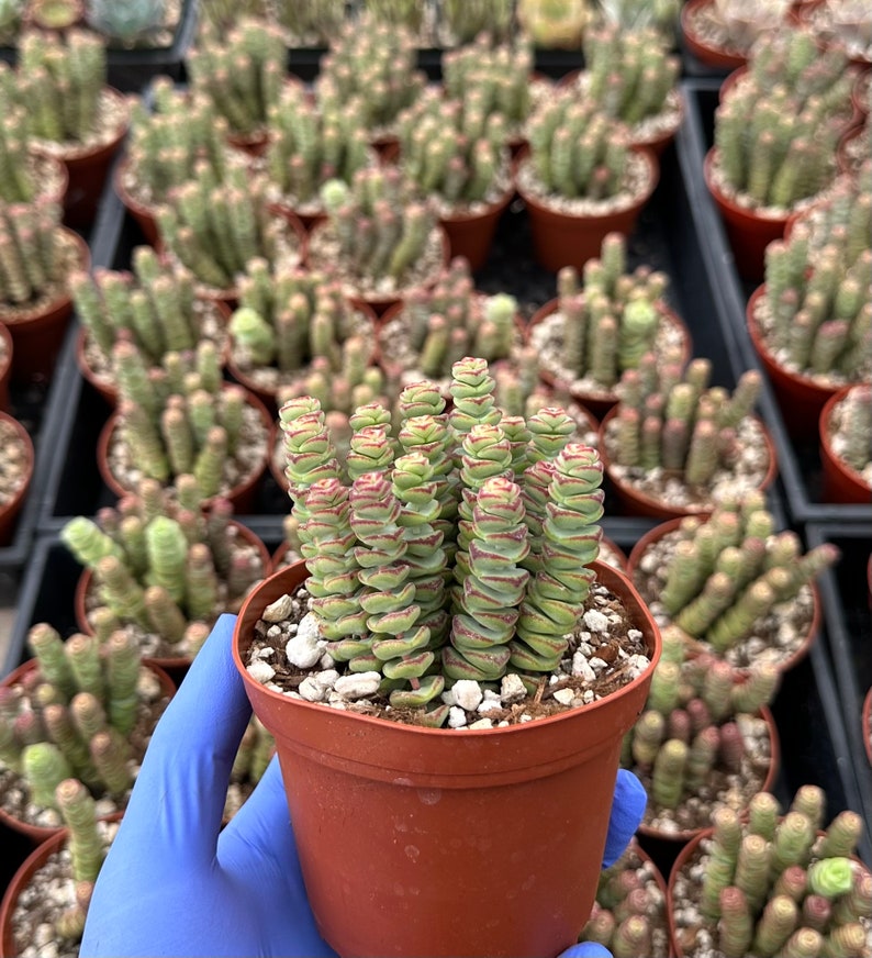 Crassula Baby Necklace Succulent Plant | Trailing Crassula rupestris with Pink Flowers | Easy Care Indoor Plant
