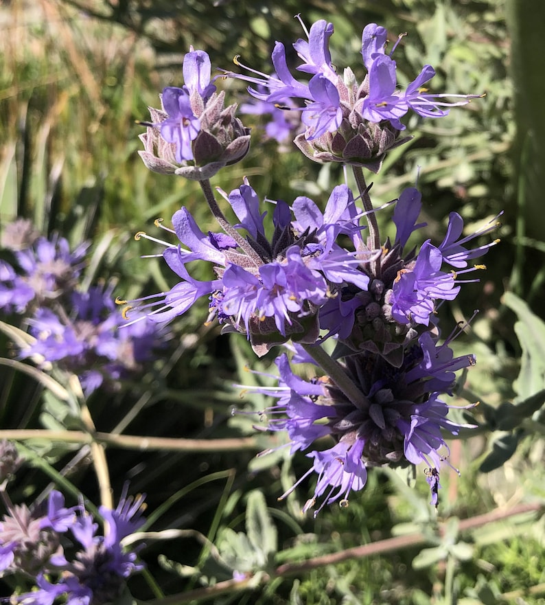 Cleveland Sage Seeds - 10 Pack - Fragrant Blue Sage - Salvia Clevelandii - Native Southern California Plant