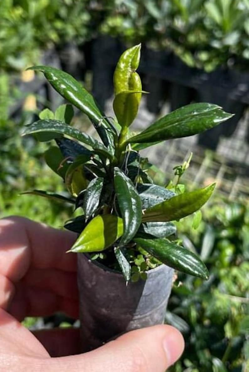 Garcinia aristata Live Plant - Outdoor Grown - Exotic Fruit Plant - Tropical Garcinia - Healthy & Inspected
