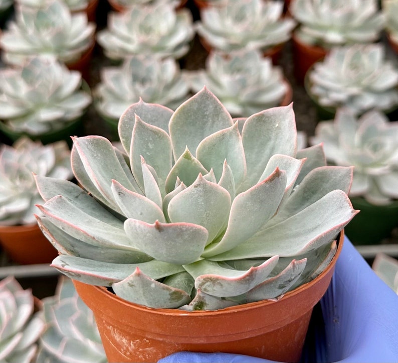morning beauty succulent Echeveria Subsessilis 4 inch