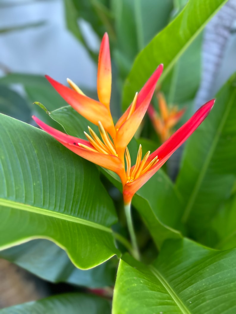 Heliconia Psittacorum Marginata Rhizome - Tropical Plant for Garden - Live Rhizome - Florida Grown