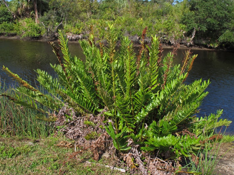 Leather Fern Live Plant - Acrostichum danaeifolium - Florida Native - Outdoor Grown - Minor Blemishes Expected