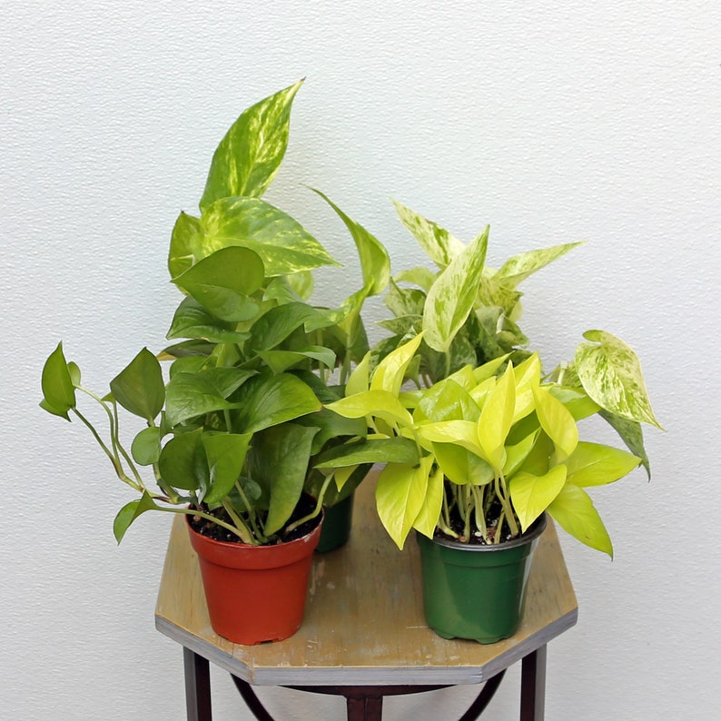 marble neon pothos LIVE Pothos Plant Collection